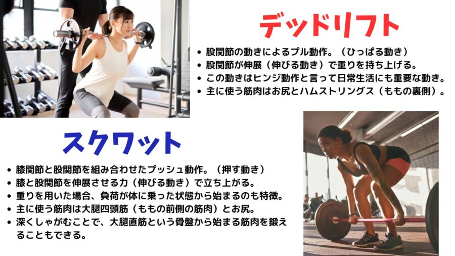 スクワットとデッドリフトの違いを図で解説したトレーニング図解